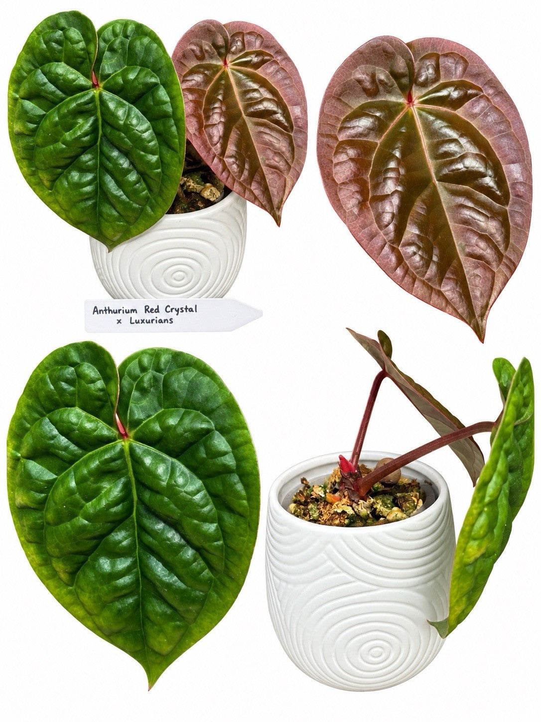 Where to Buy Rare Anthuriums in Australia