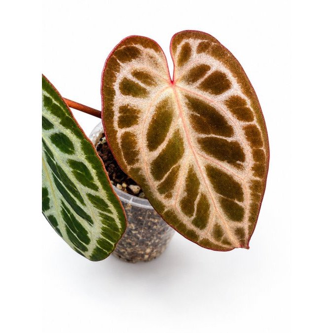 Rare Anthurium Hybrids for Sale: A Collector's Guide
