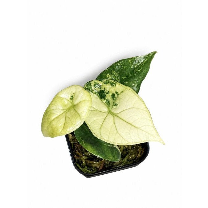 Variegated Alocasia Humidity: The Complete Guide