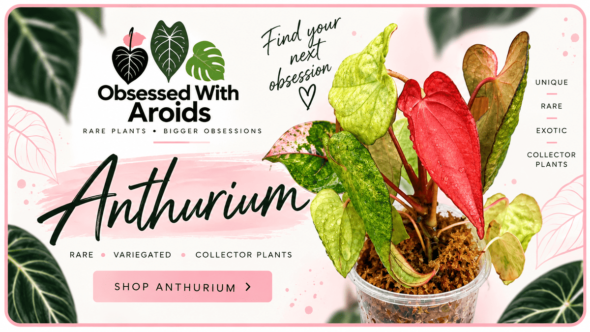 Anthurium Collection - Obsessed With Aroids