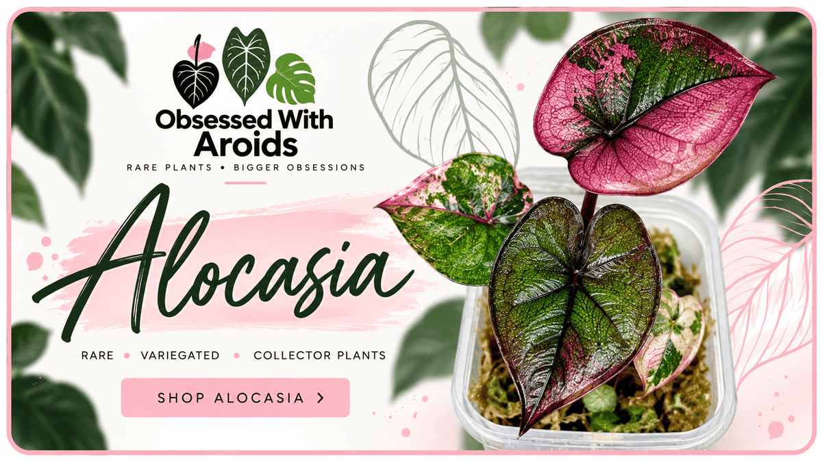 Alocasia Collection - Obsessed With Aroids