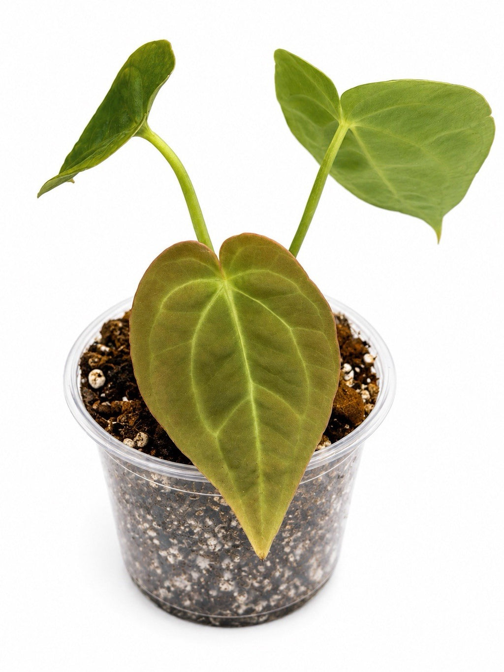 🌿 Anthurium Crystal x Regale x Garden Velvet 