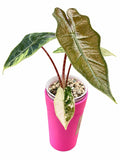 Alocasia Pseudo Pink Variegated – Corm Grown | Rare Collector Plant