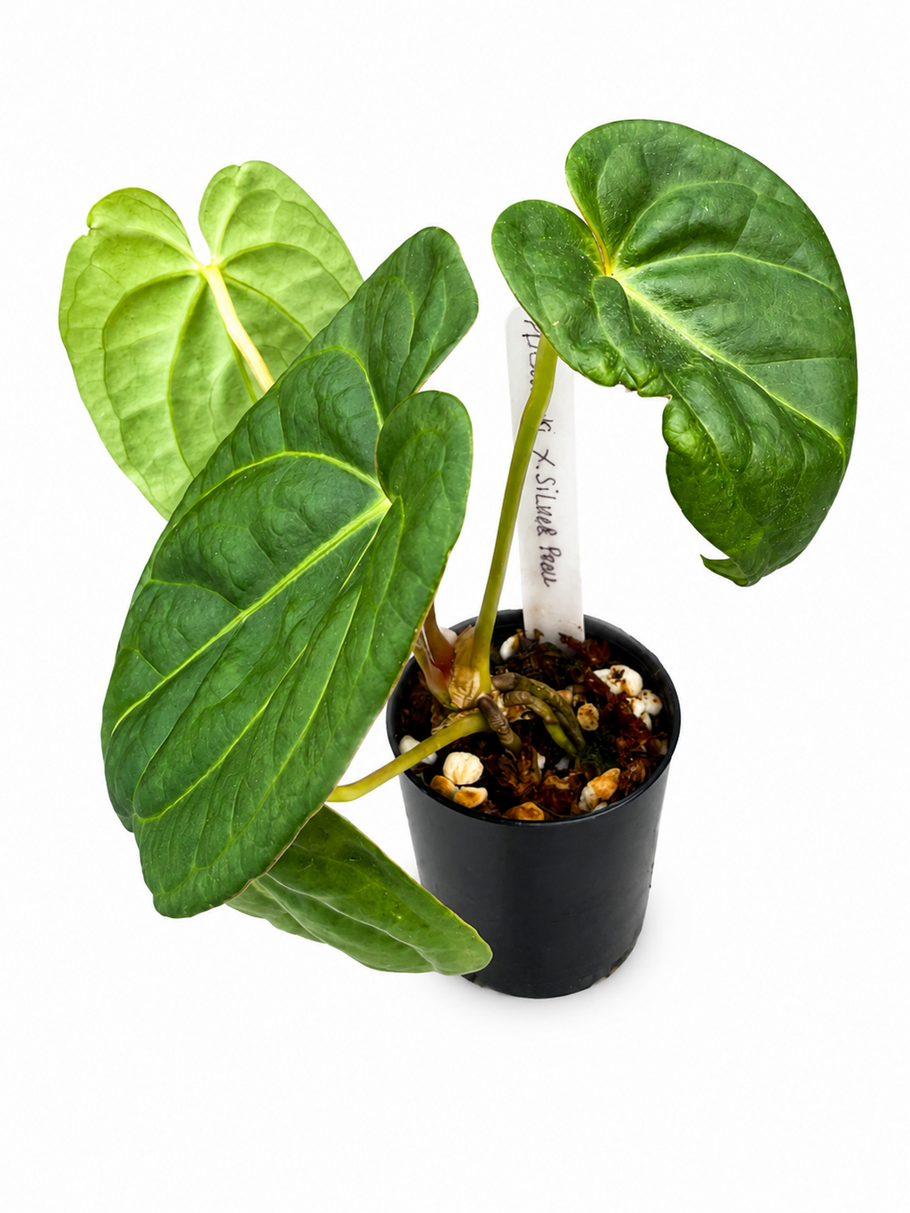 Anthurium Dorayaki x Silver Blush (Silver Pearl) | Exact Plant | Rare Hybrid