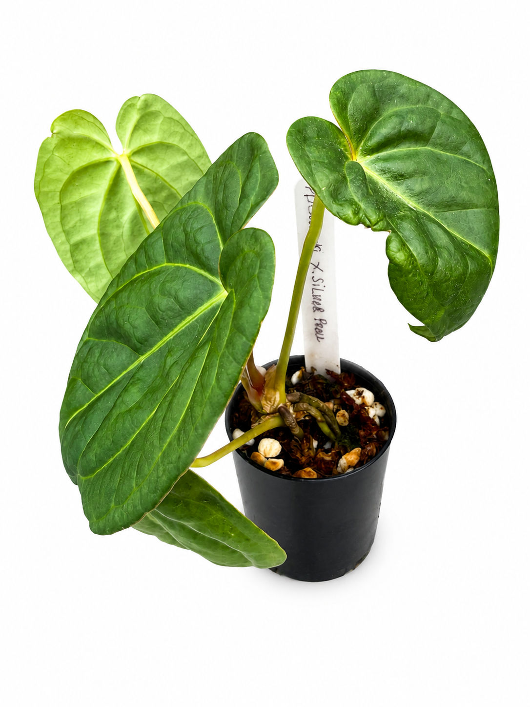 Anthurium Dorayaki x Silver Blush (Silver Pearl) | Exact Plant | Rare Hybrid