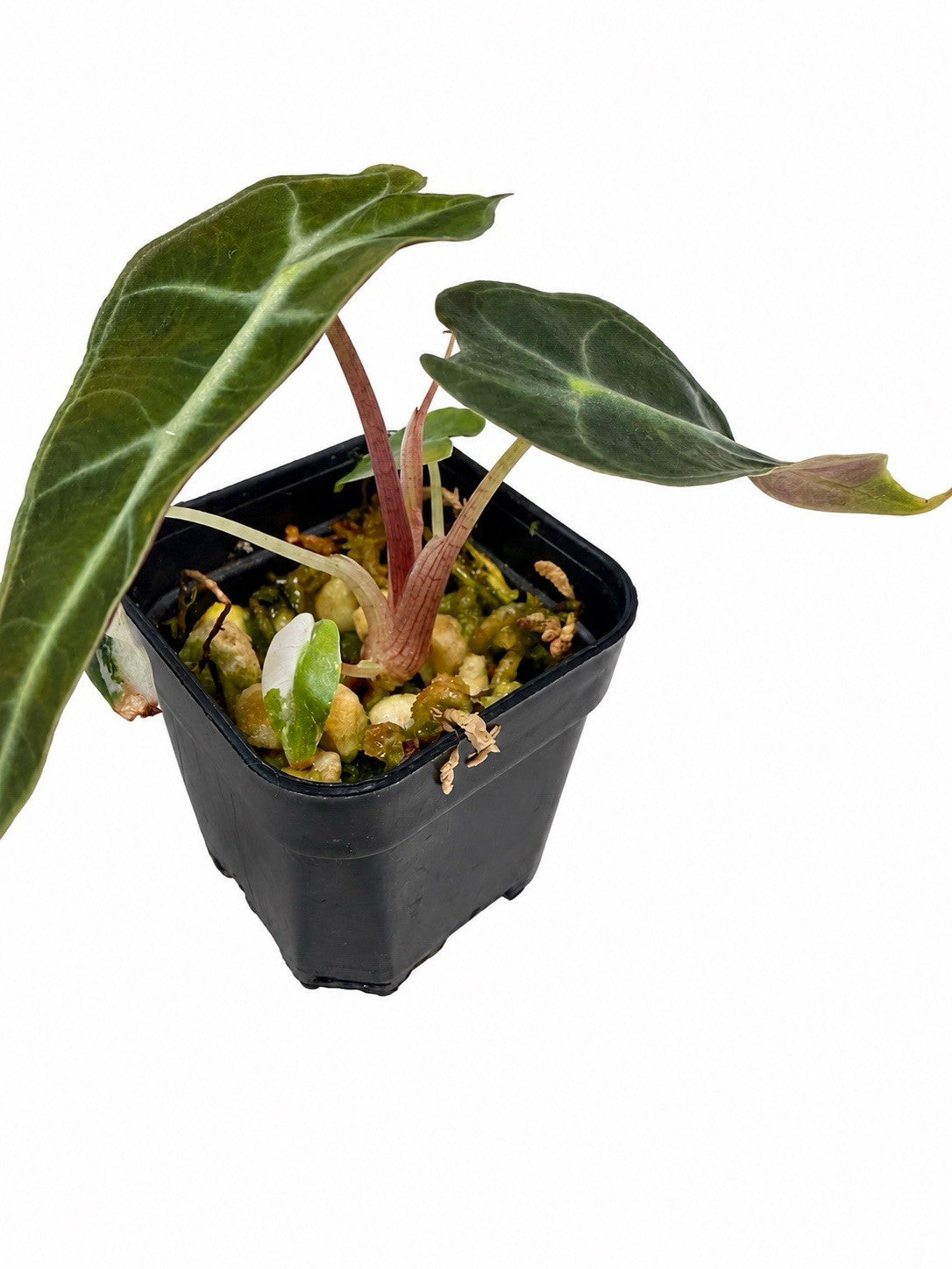Alocasia Amazonica Pink Variegated | Corm Grown | Exact Plant