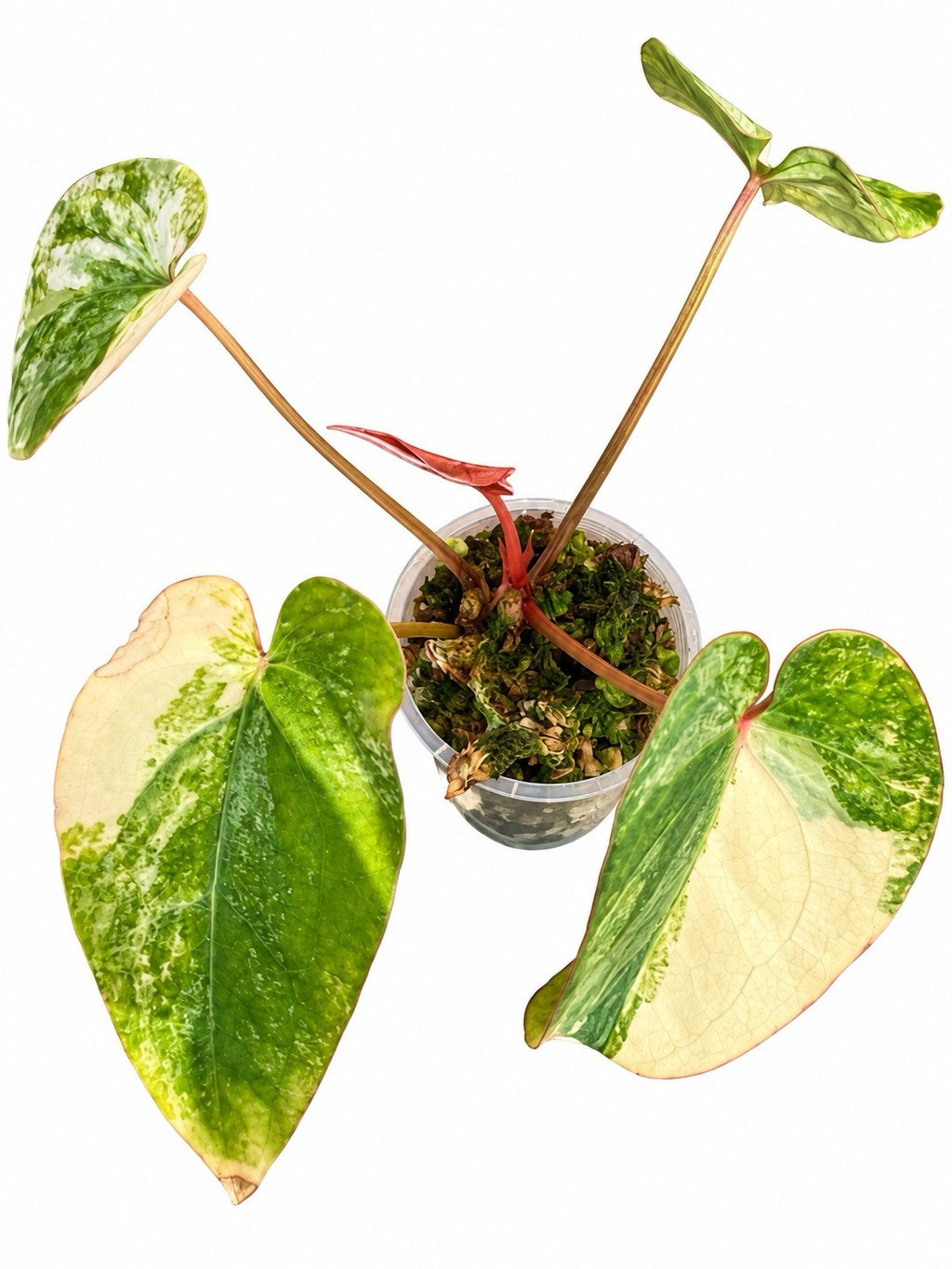 🌿 Anthurium (Forgetii × Stealth) × Stealth Variegated – Exact Plant