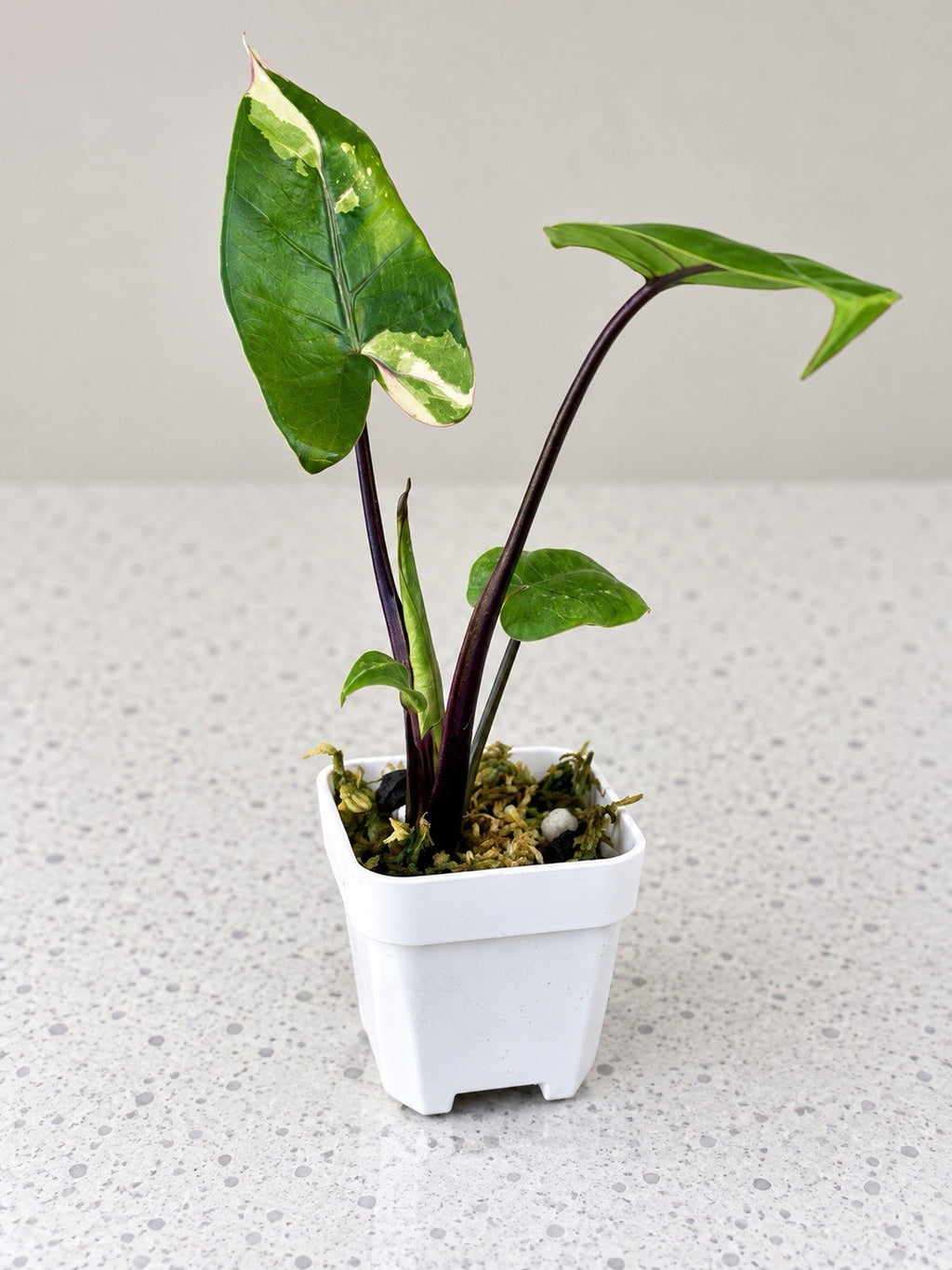 Alocasia macrorrhiza ‘Black Stem Albo Variegata’ | Corm Grown | Exact Plant
