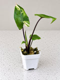 Alocasia macrorrhiza ‘Black Stem Albo Variegata’ | Corm Grown | Exact Plant