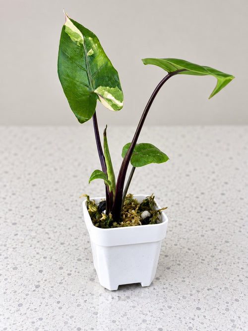 Alocasia macrorrhiza ‘Black Stem Albo Variegata’ | Corm Grown | Exact Plant