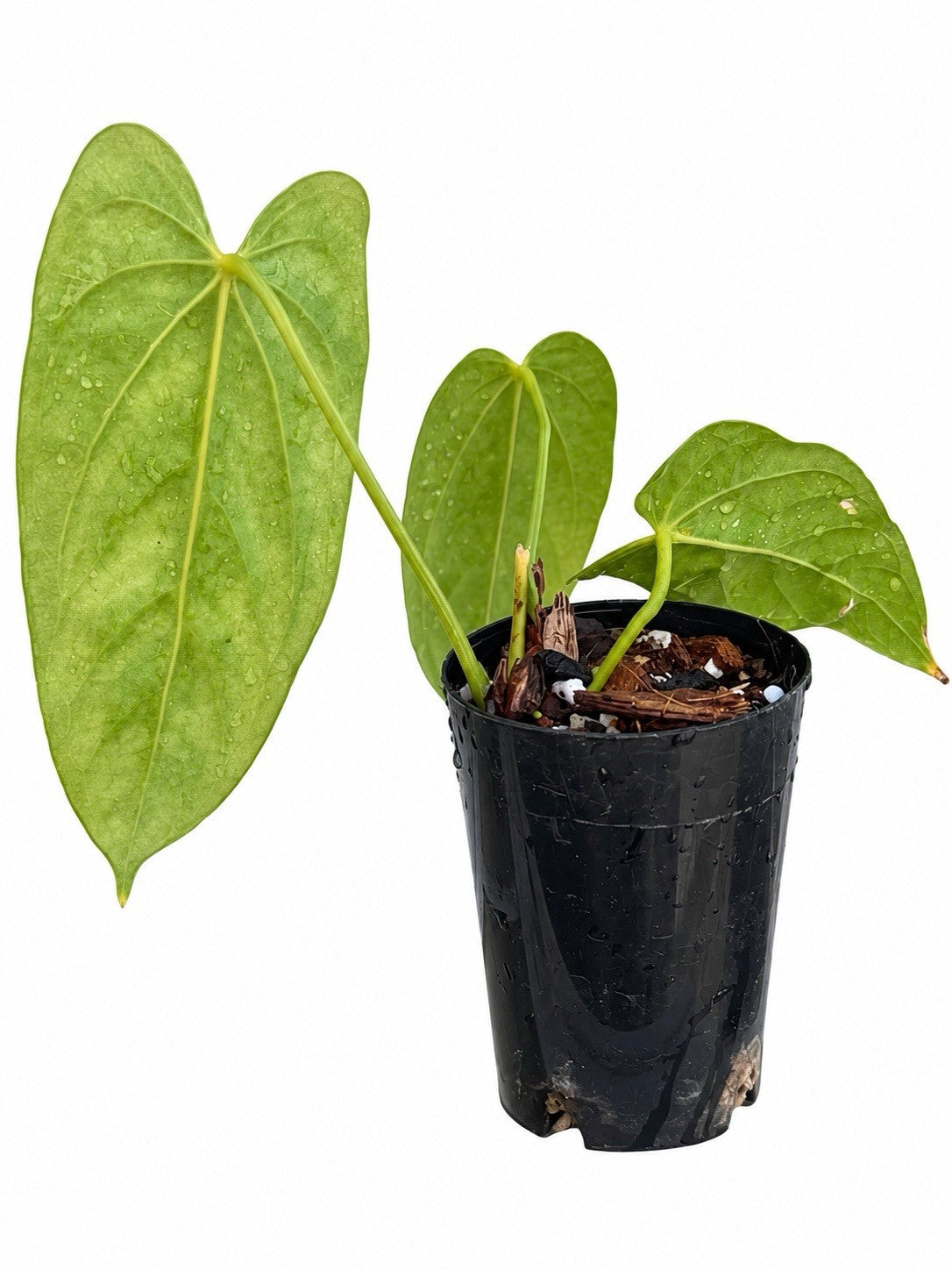 Anthurium Papillilaminum × Dressleri × Paramense – Rare Hybrid
