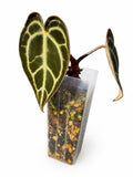 Rare Anthurium Skg Grey × Zara Michelle – Exact Plant Pictured