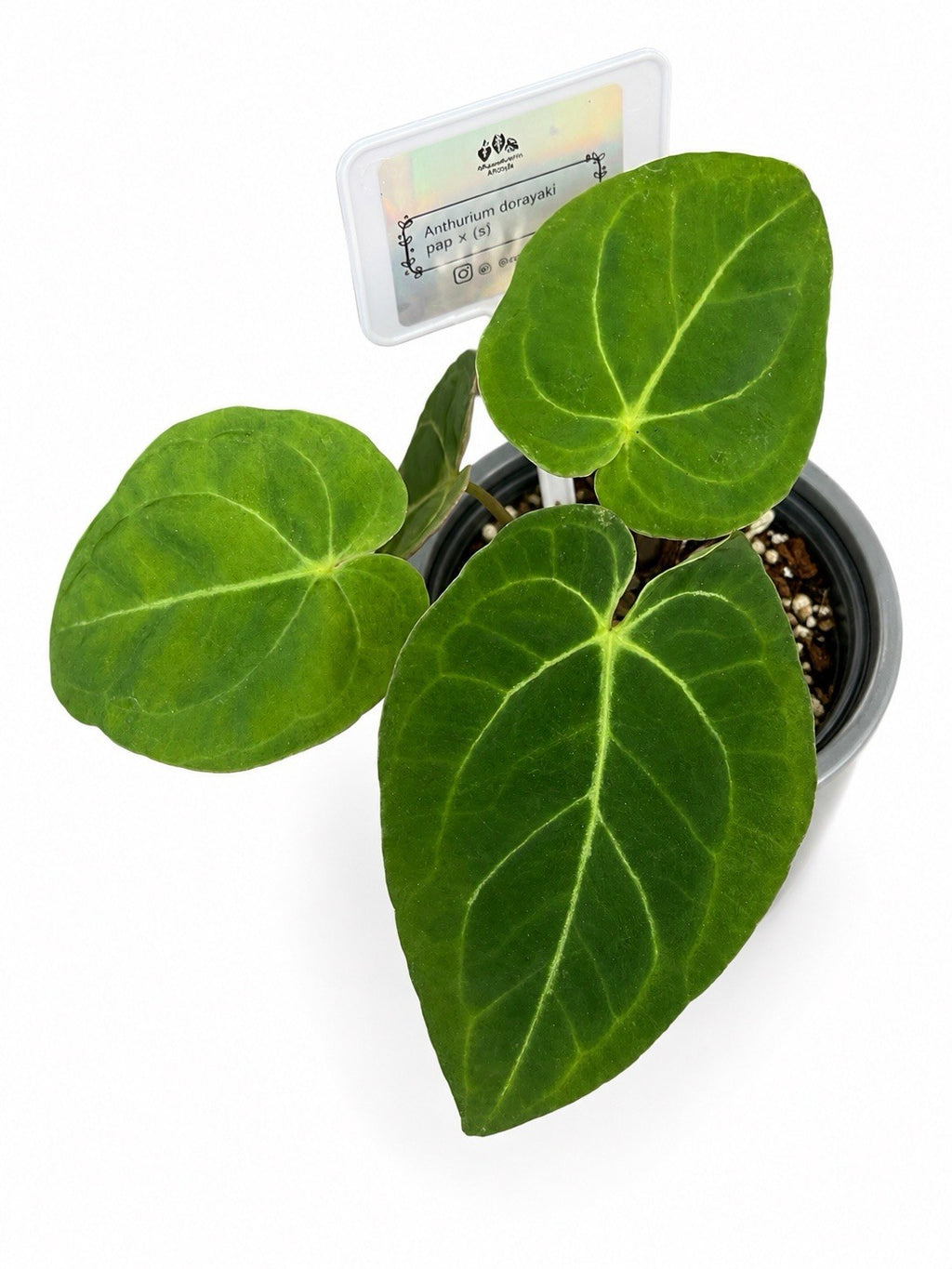 Anthurium Dorayaki PAP × (S) Rare Velvet Collector Anthurium – Exact Plant