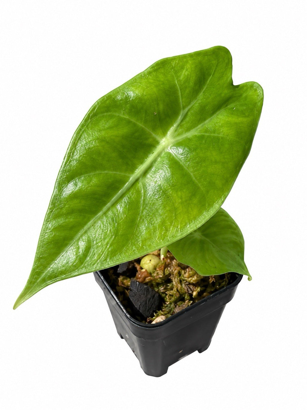 Alocasia ‘Nairobi Nights’ – Reverted Aurea| Corm Grown | Collector’s Plant