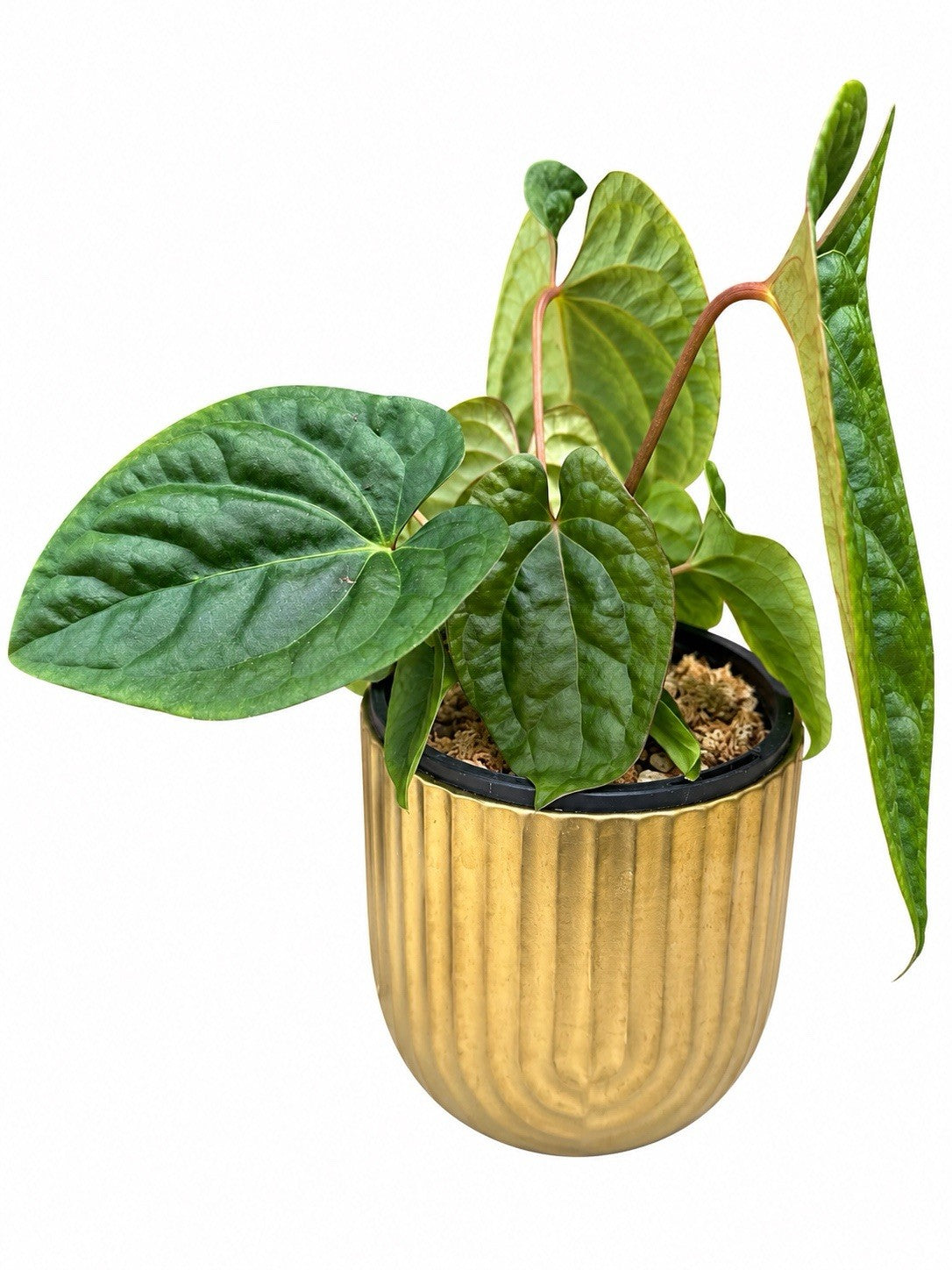 🌿 Anthurium ochranthum – Live Potted Indoor Houseplant w/ Plant Pot