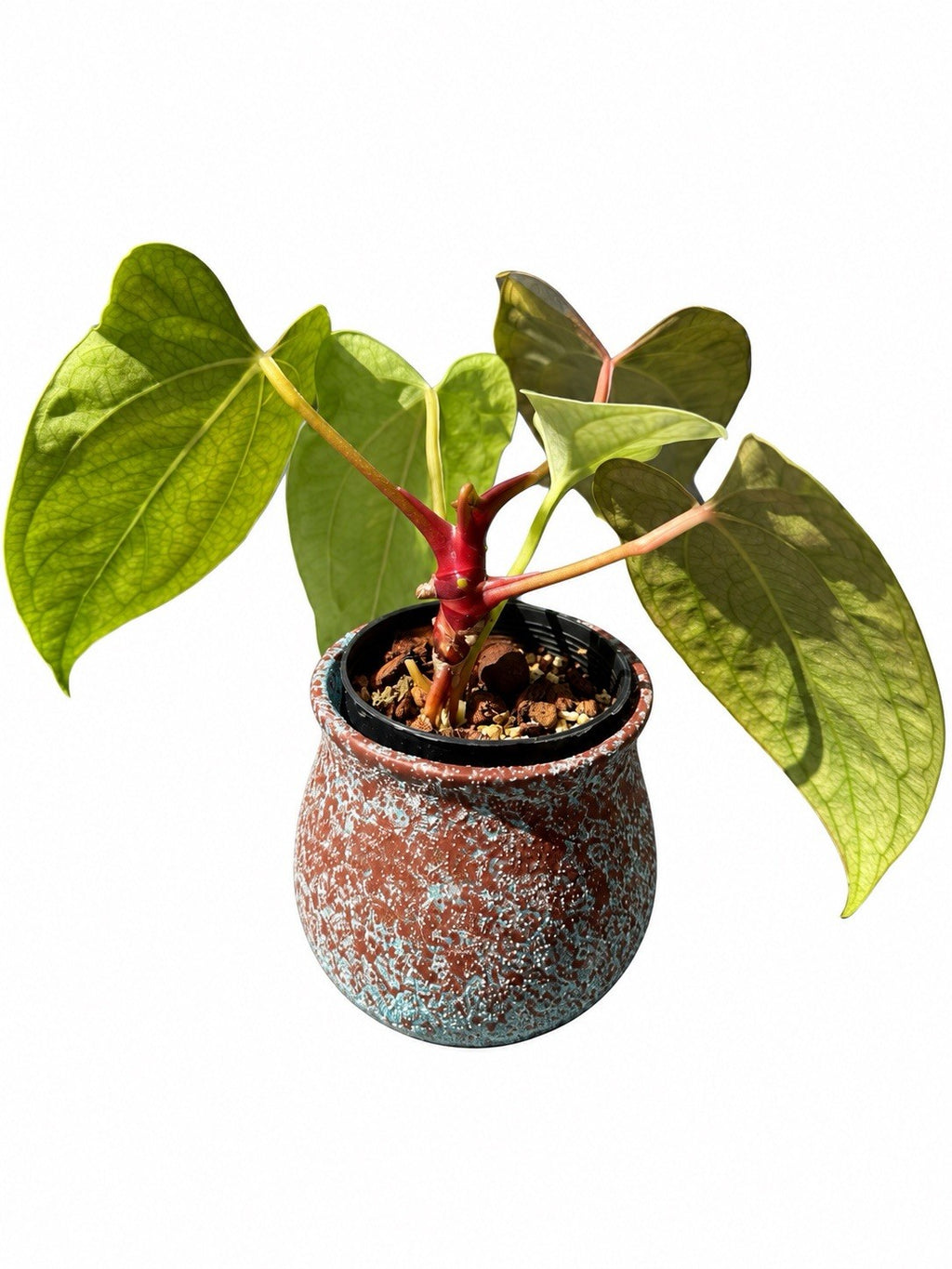 Anthurium Wolverine × Loki | The Plant Plug | Seed Grown | Exact Plant