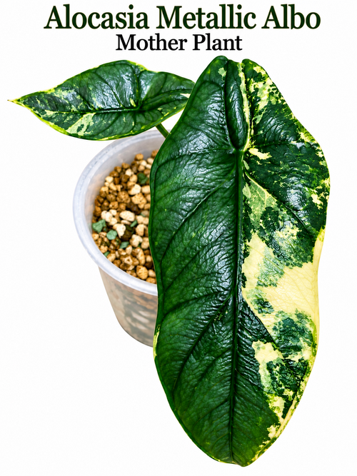 🌿 Alocasia Metallic Blue Albo Variegated – Rare Corm 💙🤍