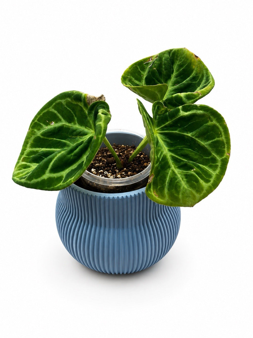Anthurium Dorayaki Rare Aroid Collector Plant EXACT PLANT 🌿
