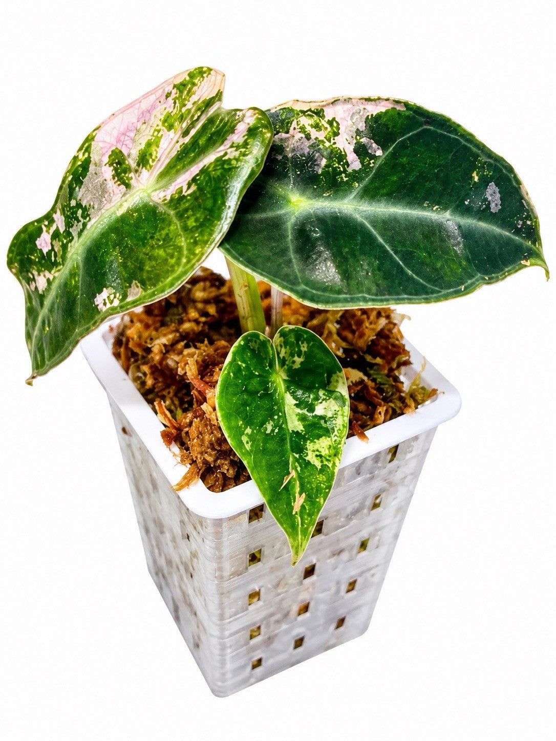 Alocasia Amazonica Pink Variegated | Corm Grown NOT Polly | Exact Plant