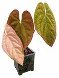 🌿 Anthurium Volcanic Ash × (PX D × Waddle NOID Dark Aroid) – Established Plant