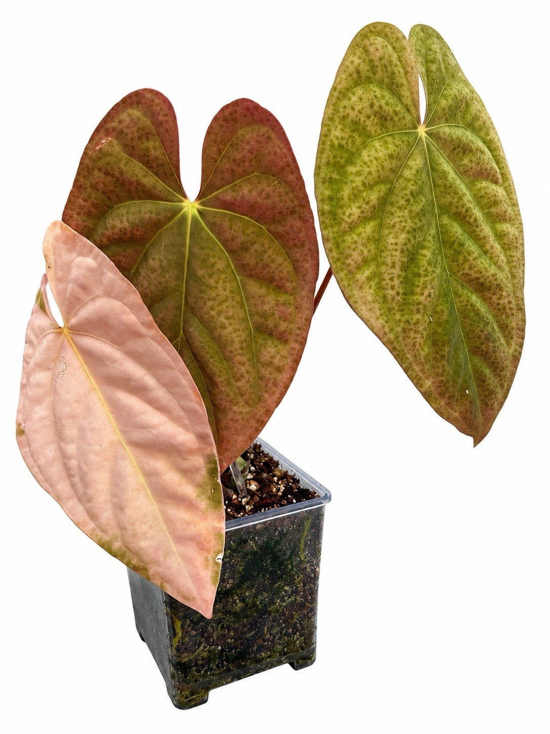 🌿 Anthurium Volcanic Ash × (PX D × Waddle NOID Dark Aroid) – Established Plant