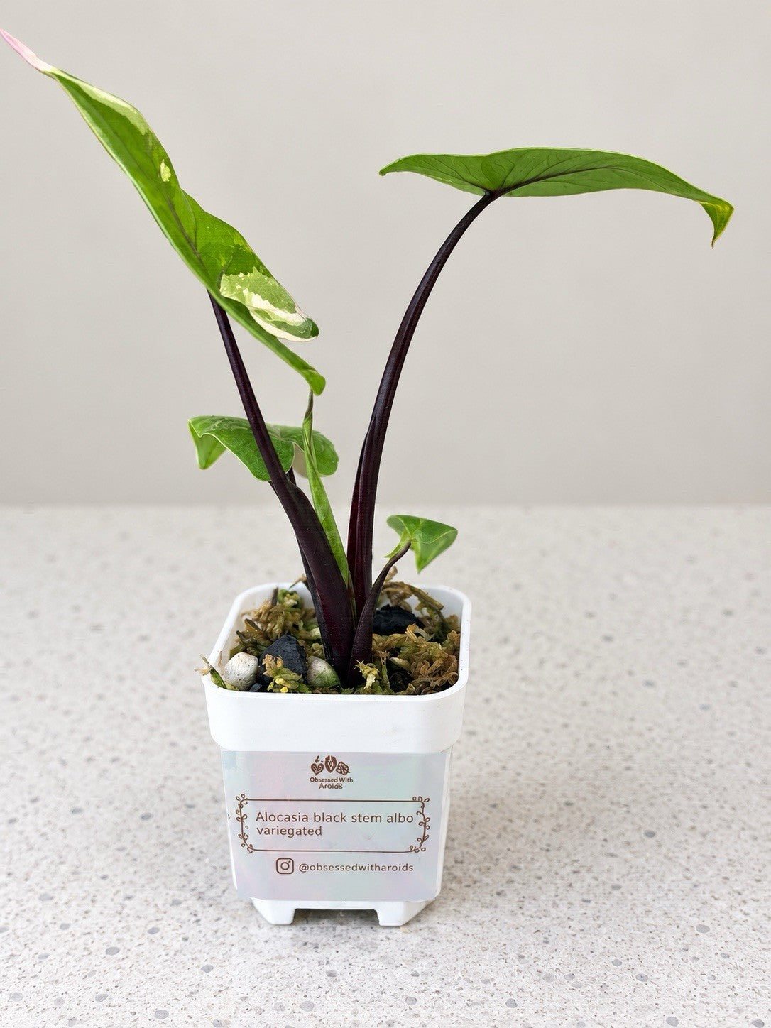 Alocasia macrorrhiza ‘Black Stem Albo Variegata’ | Corm Grown | Exact Plant