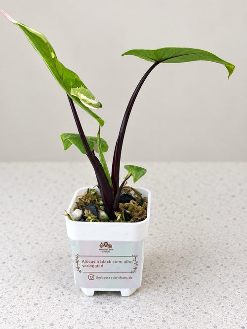 Alocasia macrorrhiza ‘Black Stem Albo Variegata’ | Corm Grown | Exact Plant