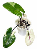 Alocasia macrorrhiza ‘Black Stem Albo Variegata’ | Corm Grown | Exact Plant