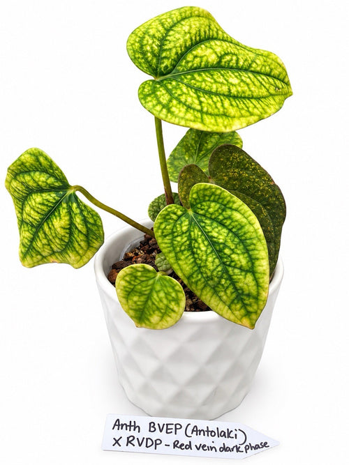 🌿 Anthurium antolakii ‘BVEP’ × RVDP – Established Rare Hybrid | Exact Plant
