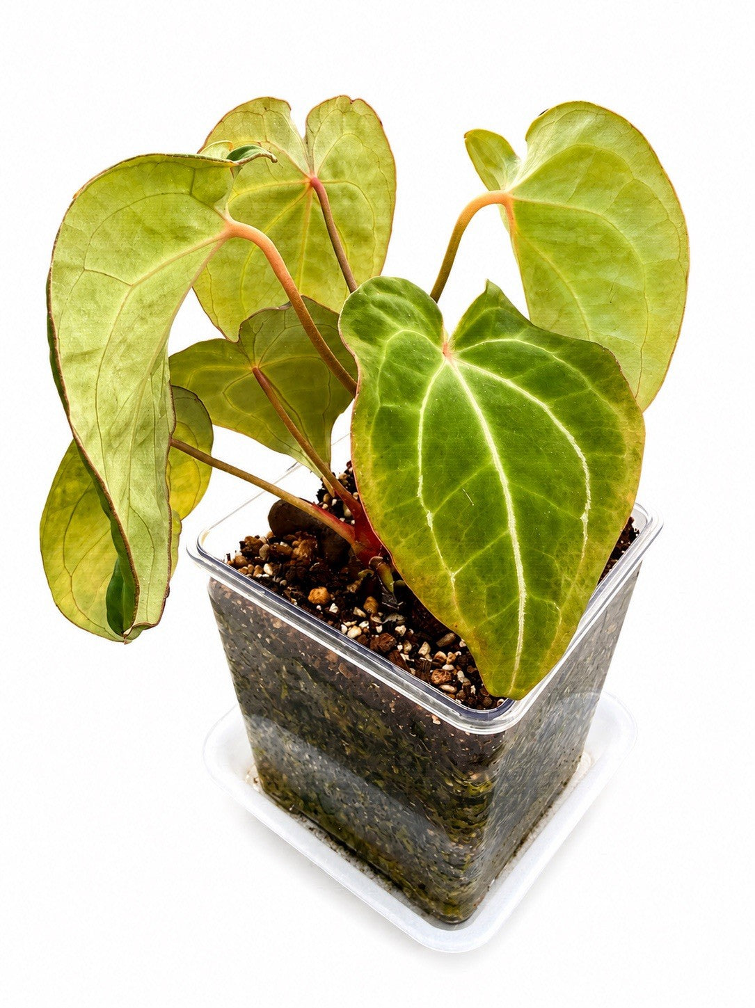 🌿 Anthurium NOID Hybrid – Established Plant 🌿