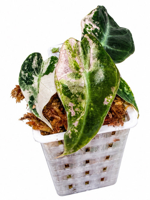 Alocasia Amazonica Pink Variegated | Corm Grown NOT Polly | Exact Plant