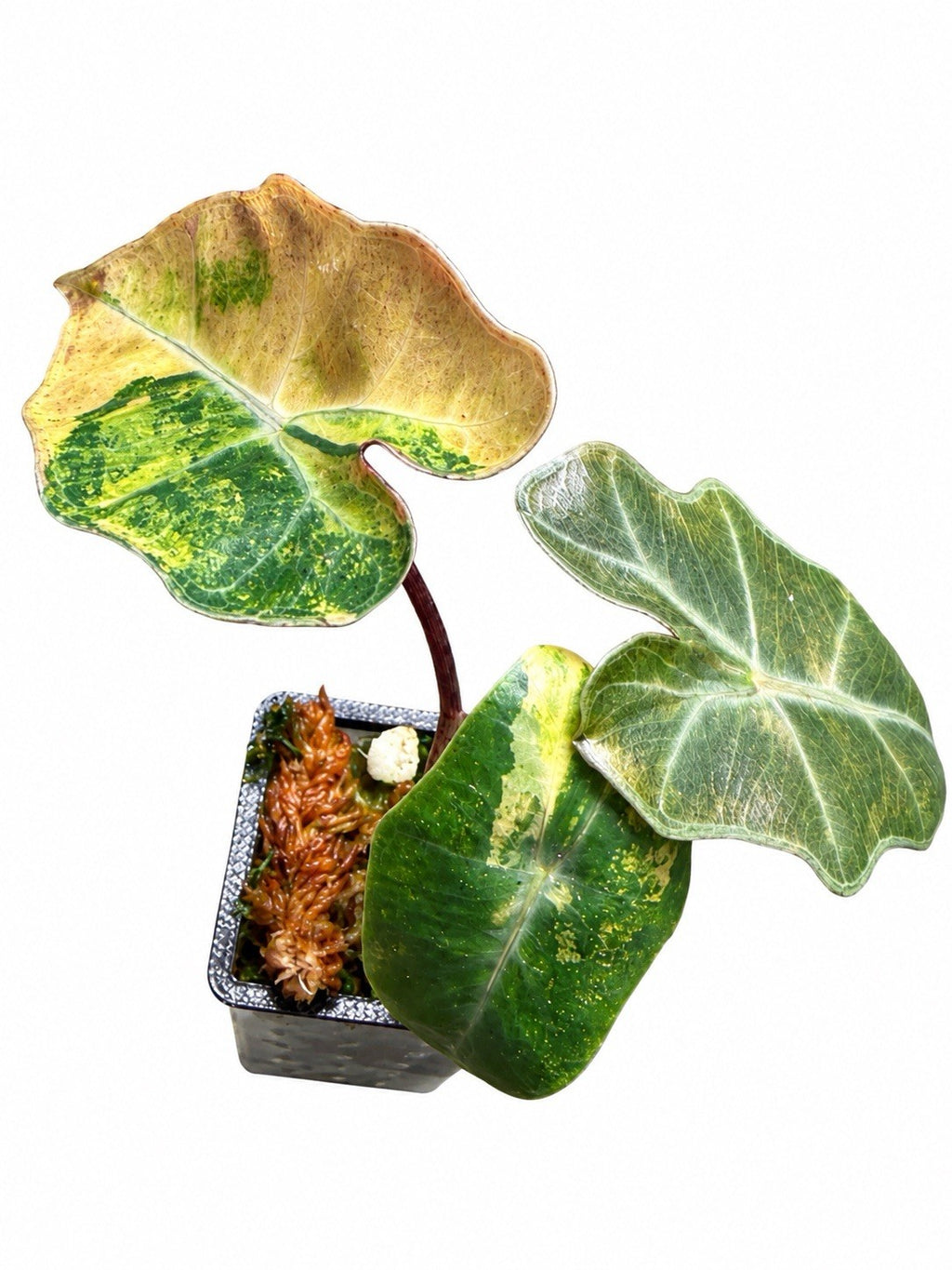 Alocasia Pseudosanderiana Aurea Variegated – Corm Grown | Plant B