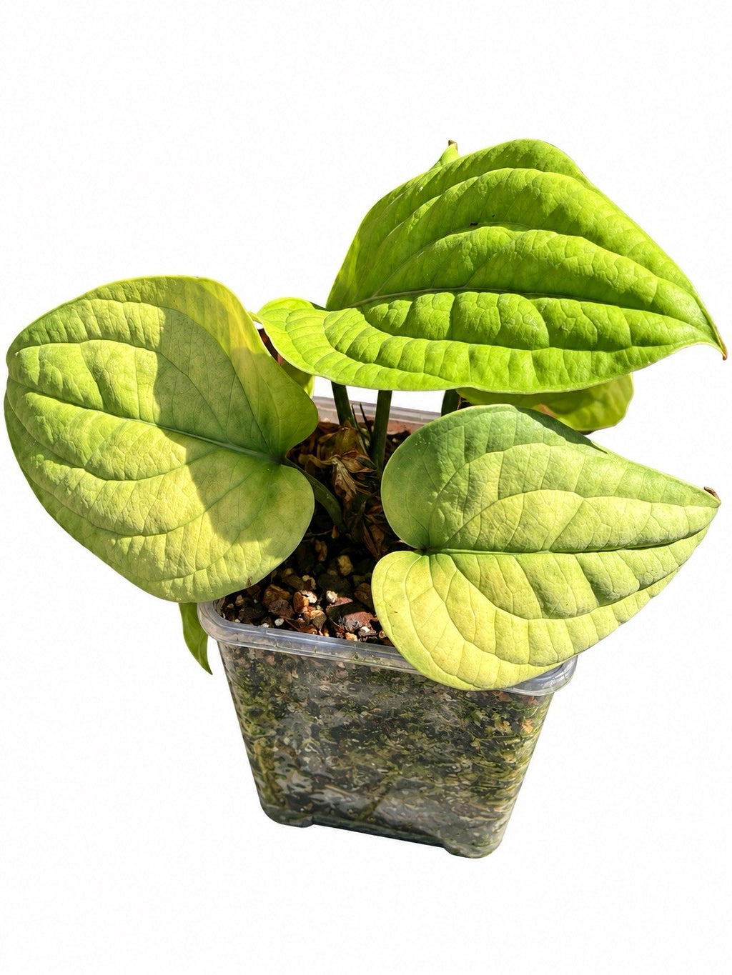 Anthurium Radicans Pure Species | Large Established Aroid | Exact Plant