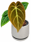 Anthurium Dorayaki PAP × (S) Rare Velvet Collector Anthurium – Exact Plant