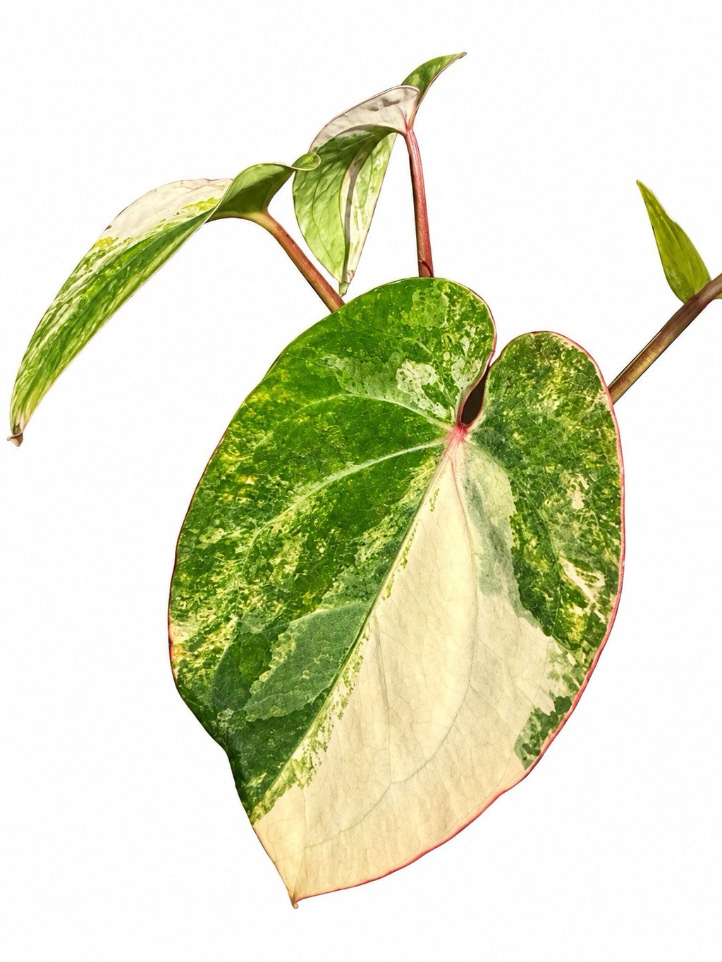 🌿 Anthurium (Forgetii × Stealth) × Stealth Variegated – Exact Plant