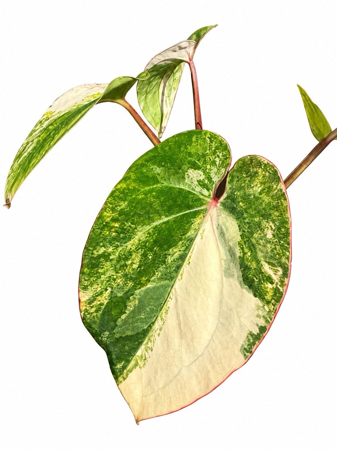 🌿 Anthurium (Forgetii × Stealth) × Stealth Variegated – Exact Plant