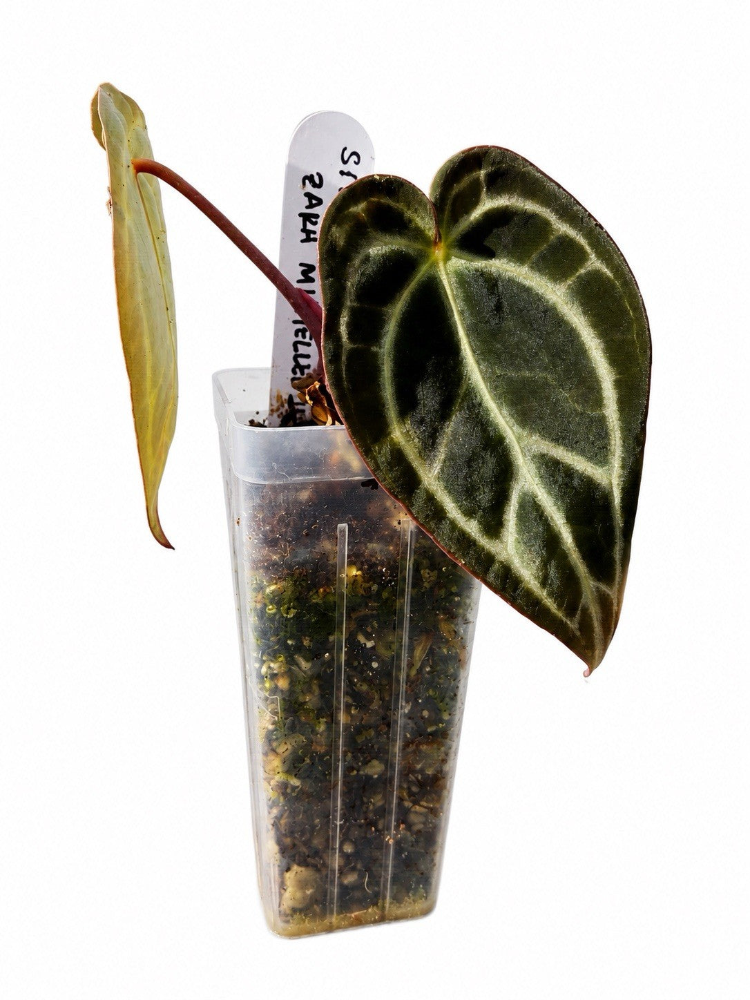 Rare Anthurium Skg Grey × Zara Michelle – Exact Plant Pictured