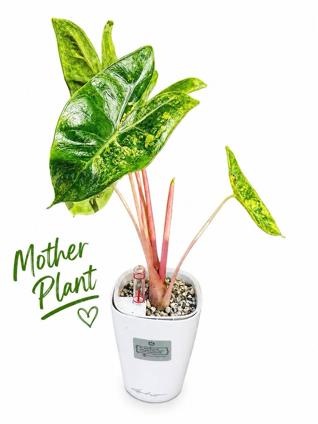 Alocasia Pink Dragon Aurea – Corm Grown | Variegated