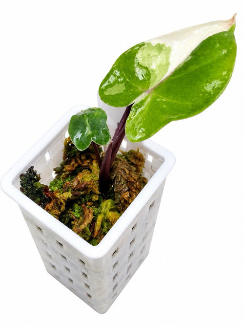 Alocasia macrorrhiza ‘Black Stem Albo Variegata’ | Corm Grown | Exact Plant