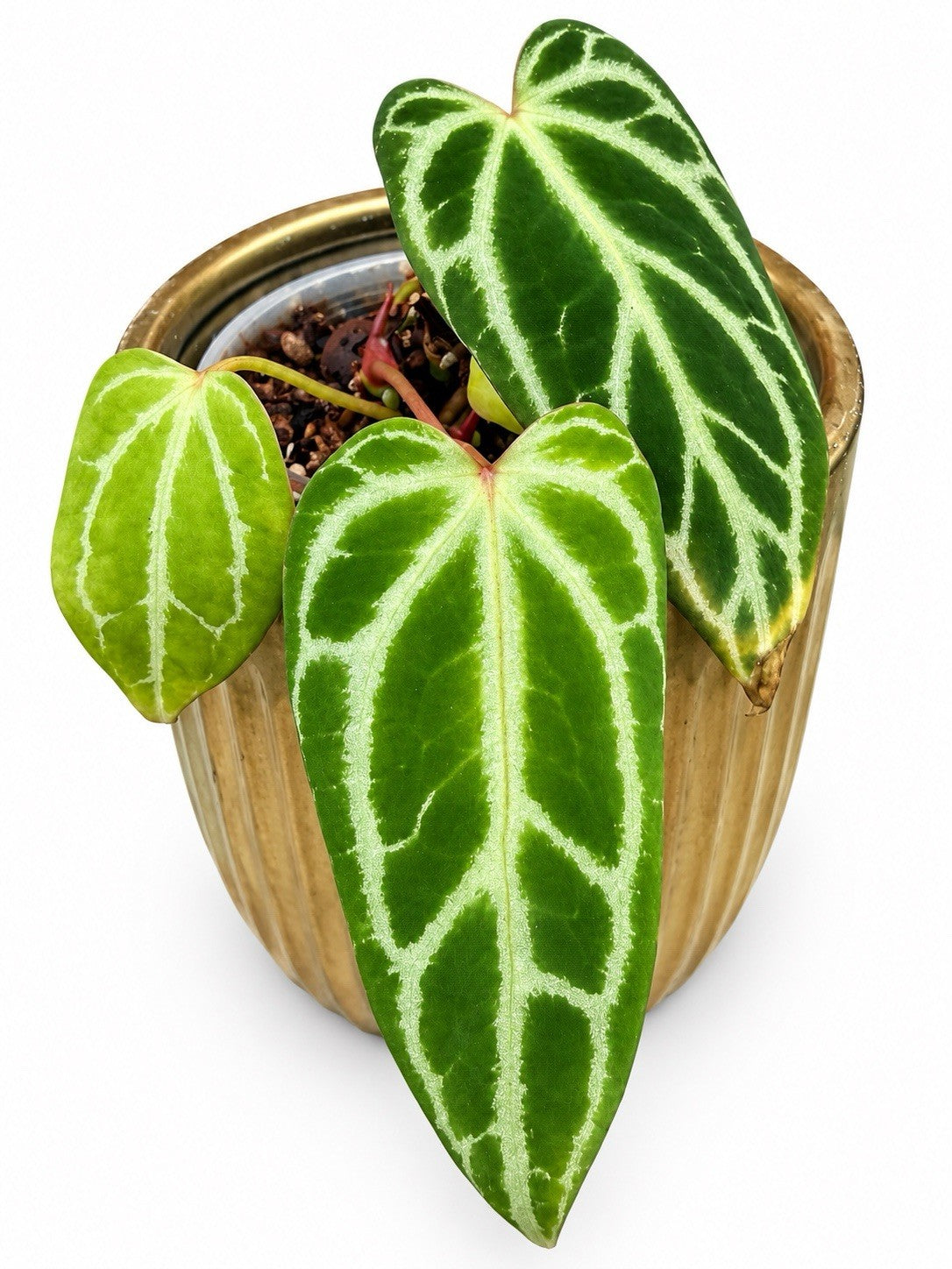 Anthurium Crystal Sensation | Established Rare Aroid | Exact Plant