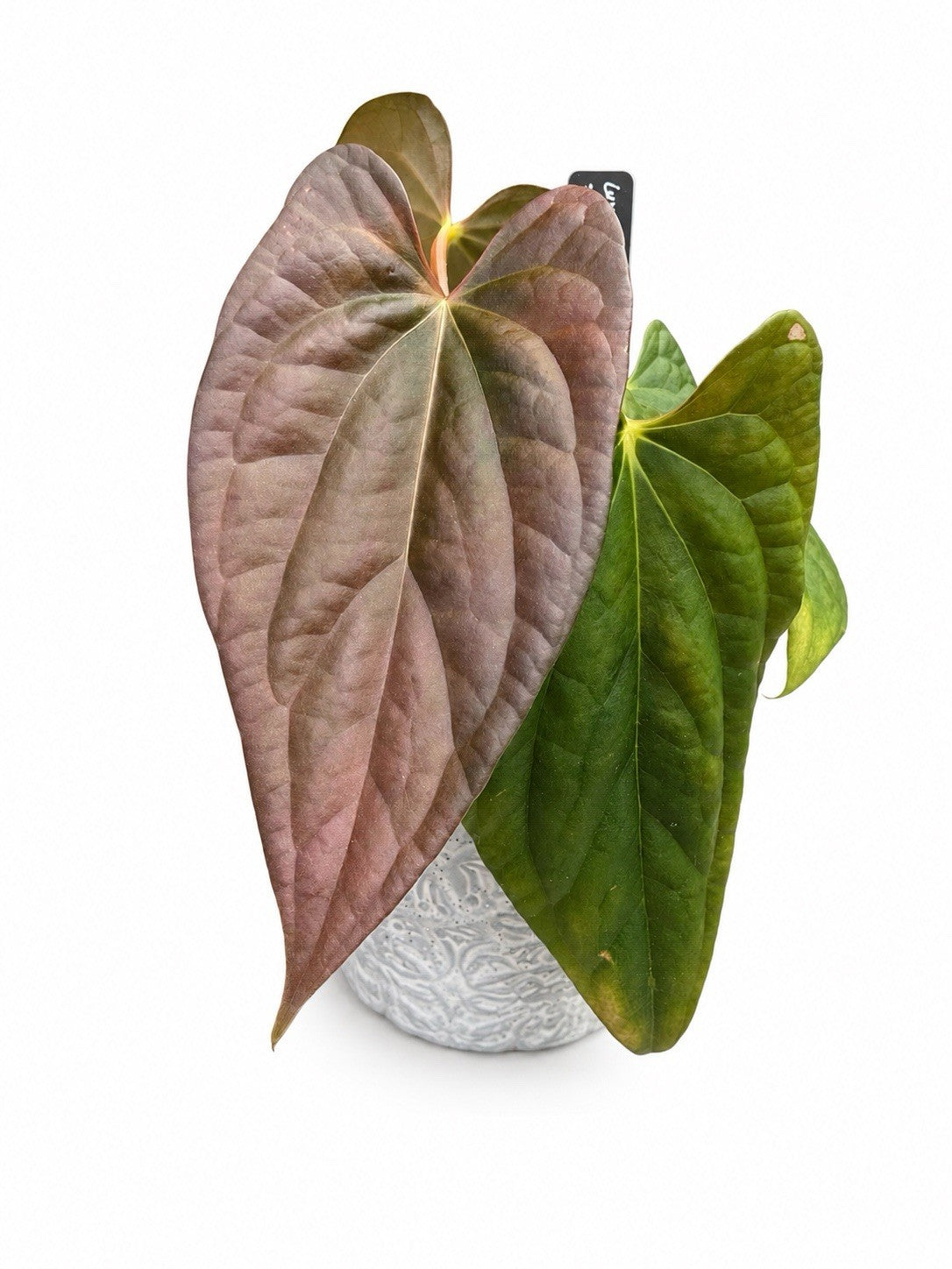 🌿 Anthurium Luxurians × Papillilaminum ‘Messiah’