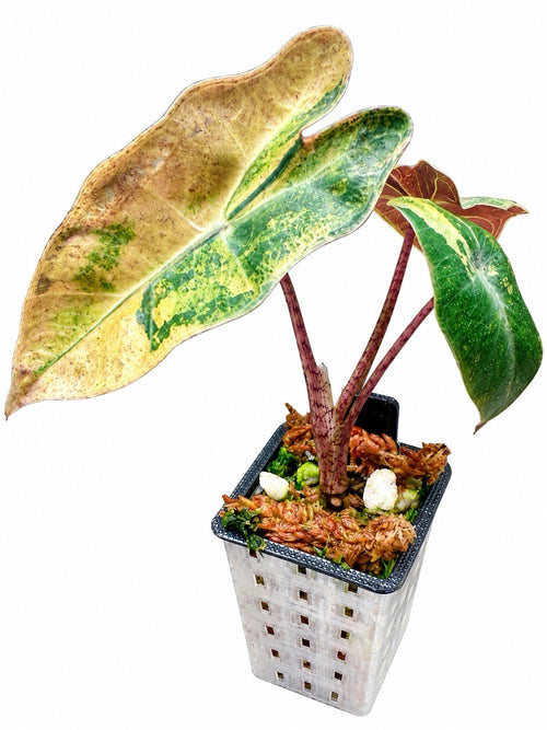 Alocasia Pseudosanderiana Aurea Variegated – Corm Grown | Plant B