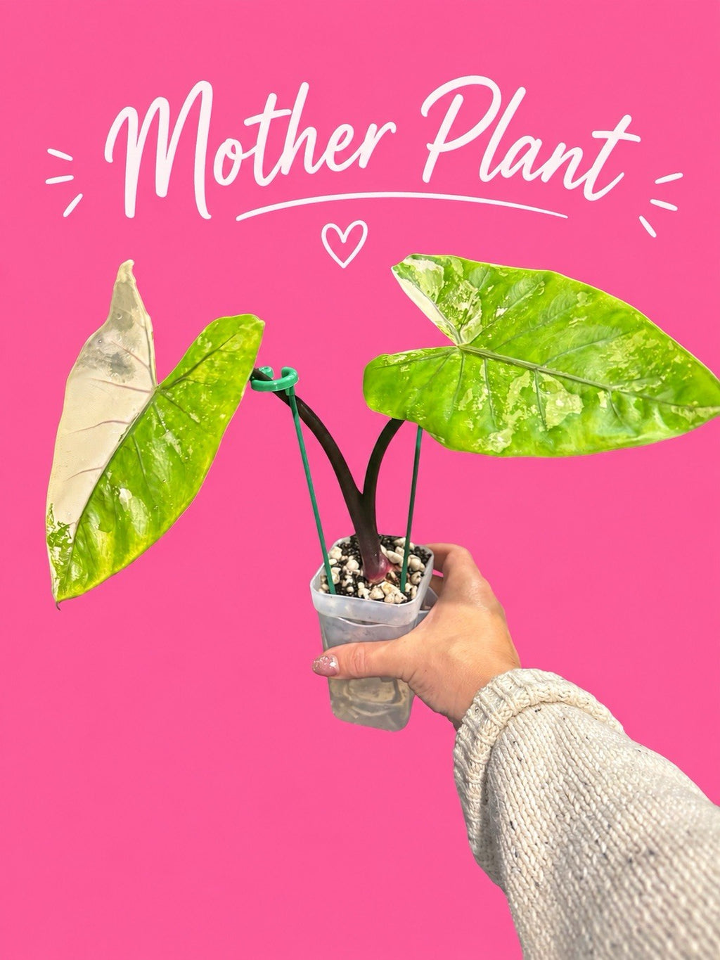 Alocasia macrorrhiza ‘Black Stem Albo Variegata’ | Corm Grown | Exact Plant