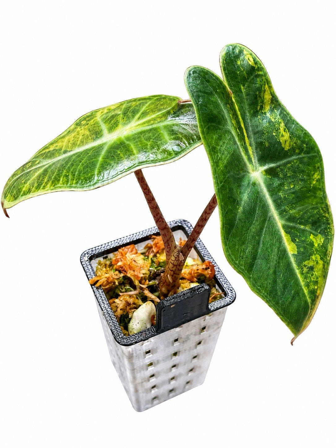 Alocasia Pseudosanderiana Aurea Variegated – Corm Grown | Plant D