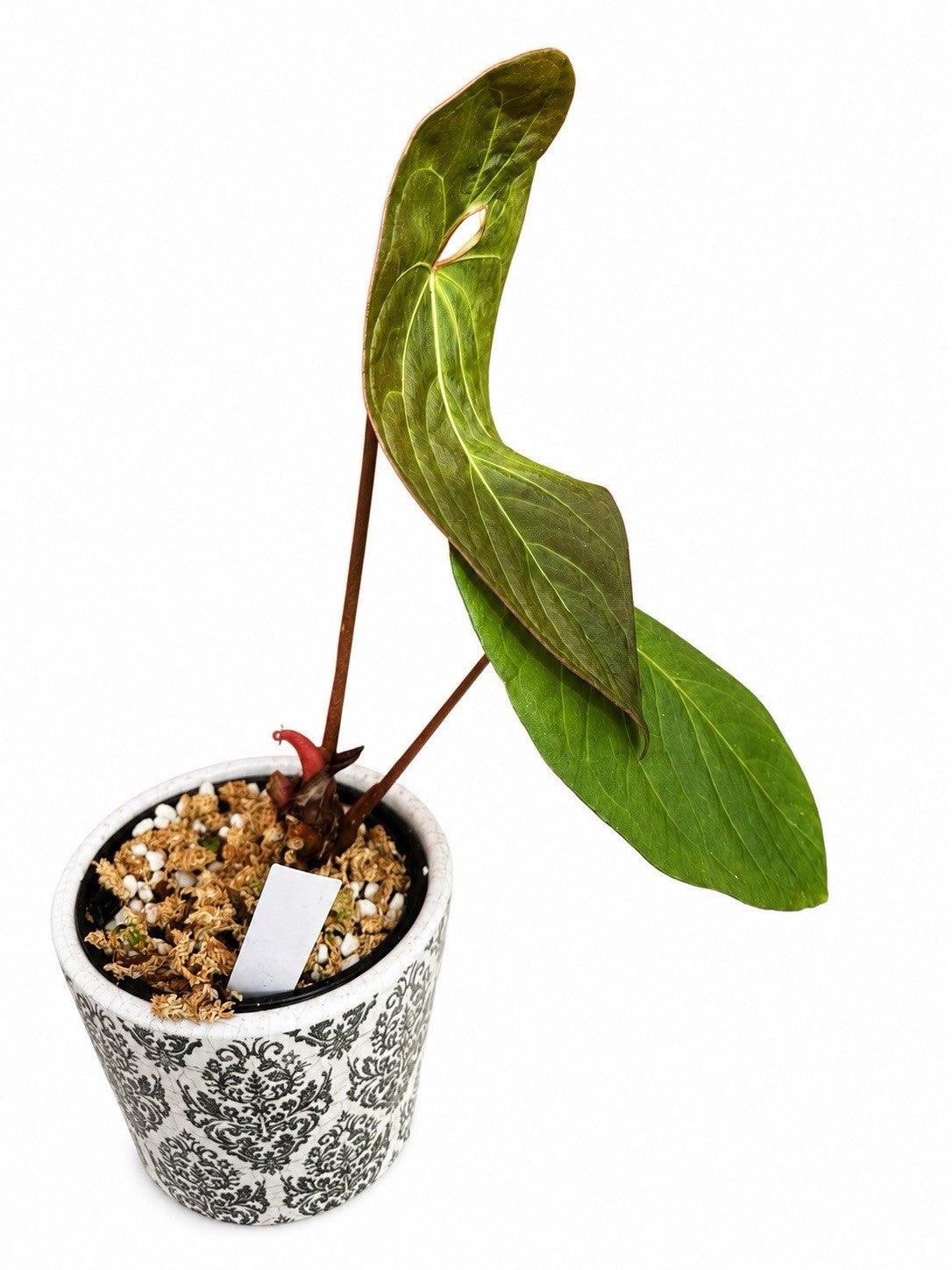 Anthurium Papillilaminum x Guatemalense SP Avoid Hybrid Rare Aroid