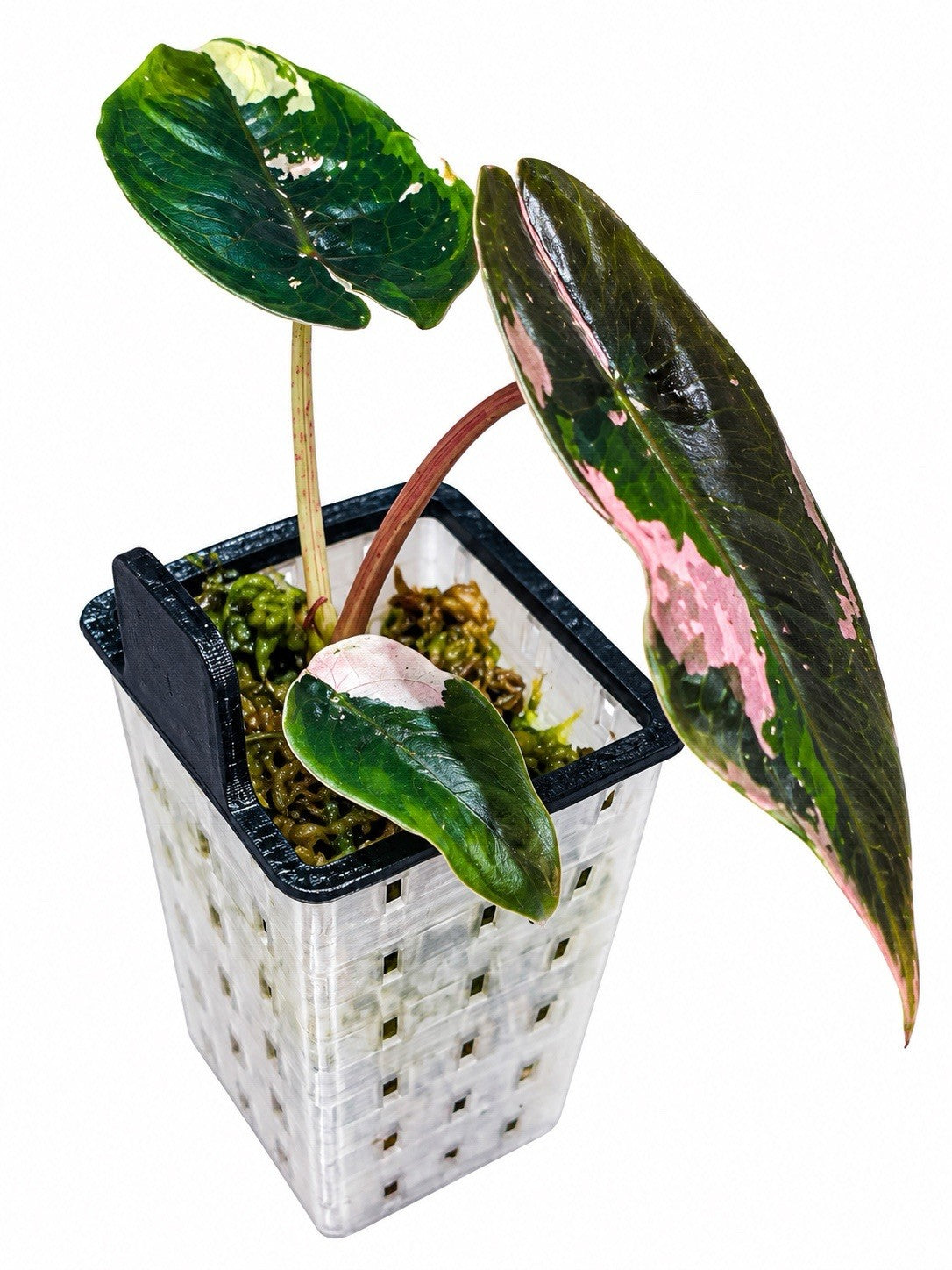 🌿 Alocasia Chanteri Pink Variegated – Corm Grown 🩷