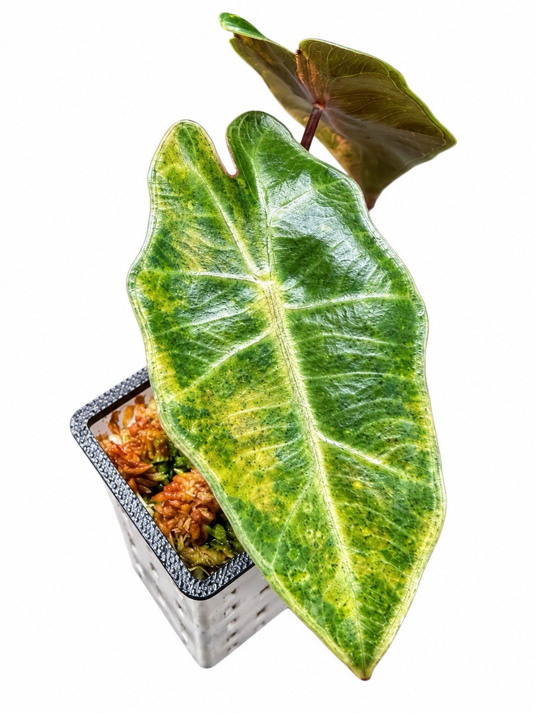 Alocasia Pseudosanderiana Aurea Variegated – Corm Grown | Plant D