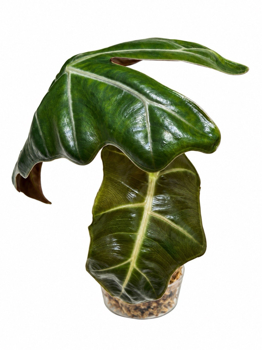🌿 Alocasia Pseudosanderiana Aurea – Corm Grown | Exact Plant