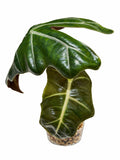🌿 Alocasia Pseudosanderiana Aurea – Corm Grown | Exact Plant