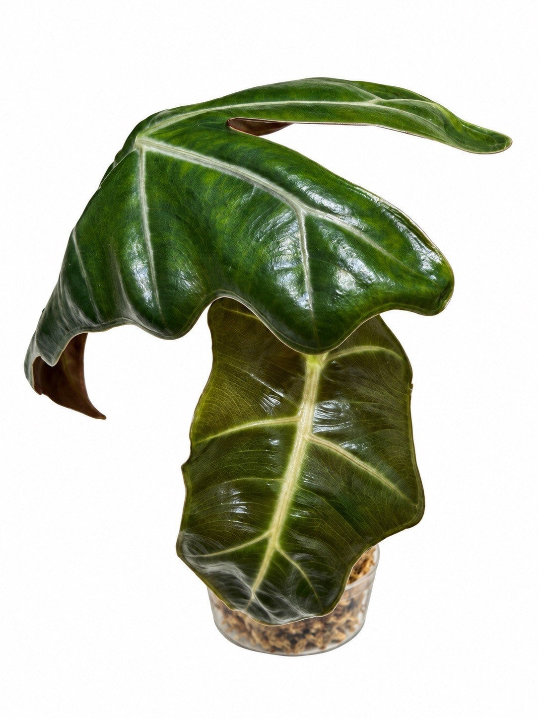 🌿 Alocasia Pseudosanderiana Aurea – Corm Grown | Exact Plant